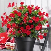 Mandevilla sanderi Sundaville® Classic Red