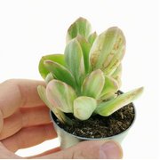 Crassula ovata 'Lemon and lime' 6,5cm.