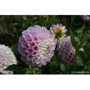 Dahlia x 'Snoho Sonia'