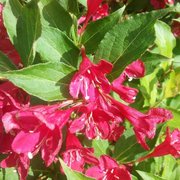 Veigela 'Red Prince' Weigela 'Red Prince'