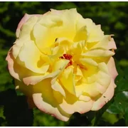 Dzeltena - parka roze - maigi smaržīga roze - medus aromāts - Rugelda ® - (150-250 cm)