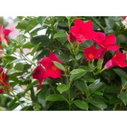Sundavilė 'Classic Red'