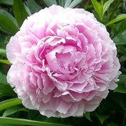 Peonija pienziedu Sarah Bernhardt /Paeonia lactiflora/