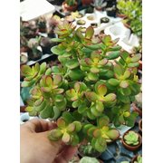 Crassula Ovata f. Minor - Siracactus succulente senza spine online
