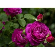 Heidi Klum Rose
