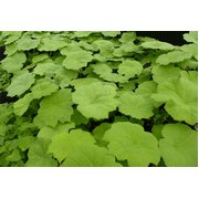 ASTILBOIDES TABULARIS (RODGERSIA)